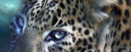 9534157 wild-eyes-leopard-moon-carol-cavalaris