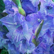 11125091 gladiolus-moods-lavender-blue-carol-cavalaris