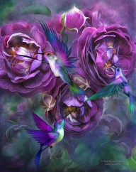 11469777 a-rose-named-violette-carol-cavalaris