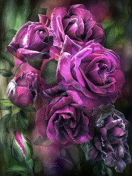 11751096 to-be-loved-purple-rose-carol-cavalaris
