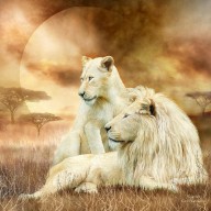 11789935 two-white-lions-together-carol-cavalaris