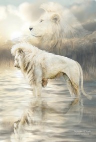 12699266 white-lion-reflection-of-light-carol-cavalaris