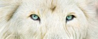 12720739 wild-eyes-white-lion-carol-cavalaris