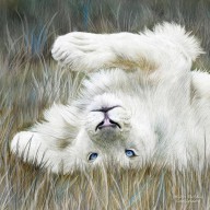 12733413 white-lion-wild-in-the-grass-sq-carol-cavalaris