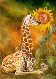 12945550 growing-tall-giraffe-carol-cavalaris