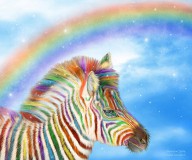 13019939 rainbow-zebra-carol-cavalaris