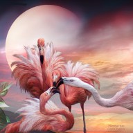 13431687 flamingo-kiss-sq-carol-cavalaris