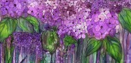 19285767 hydrangea-bloomies-4-pink-carol-cavalaris