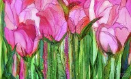 20503647 tulip-bloomies-3-pink-carol-cavalaris