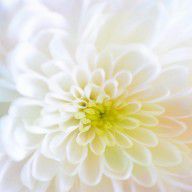 15669896_White_Chrysanthemum