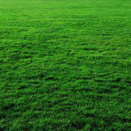 15670125_Mow_The_Lawn