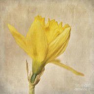 14485850_A_Simple_Daffodil