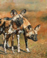 14515452_African_Wild_Dogs