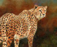 14571162_Cheetah