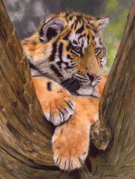 6684795_Tiger_Cub_Painting