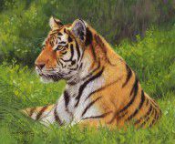 6684813_Amur_Tiger_Painting
