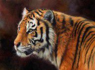 7919404_Tiger_Portrait