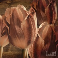 15036127_Copper_Tulips