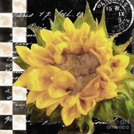 16709441_Late_Summer_Yellow_Sunflowers_II