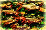 11948003_Red-tailed_Tinfoil_Barb