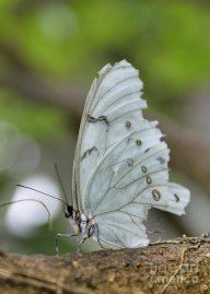 13726765_White_Morpho_Butterfly
