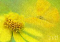 14639151_Yellow_Daisy_And_Butterfly