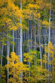 5214102_Colorado_Fall_Color