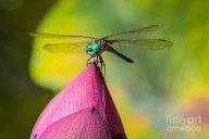 12282781_Dragonfly_On_Waterlily