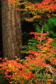 13408041_Mount_Rainier_Fall_Foliage