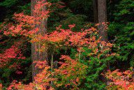13408089_Autumn_In_Mount_Rainier_Forest
