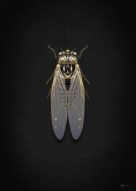 14148286_Black_Cicada_With_Gold_Accents_On_Black_Canvas