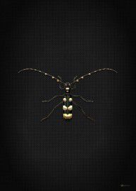 14148365_Black_Longhorn_Beetle_With_Gold_Accents_On_Black_Canvas