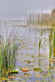 608541_Reeds_And_Fog