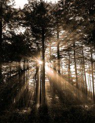 804637_Light_Through_The_Forest