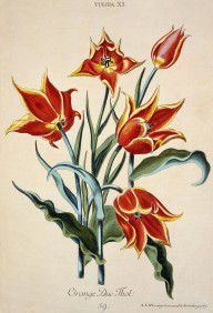 11952419_Orange_Tulip