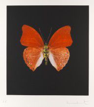 DAMIEN HIRST-Butterfly 2008