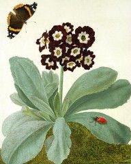 15796165_Primula_Auricula_With_Butterfly_And_Beetle
