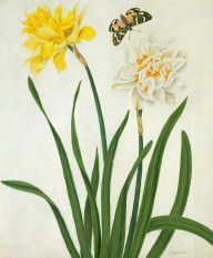 15795952_Narcissi_And_Butterfly