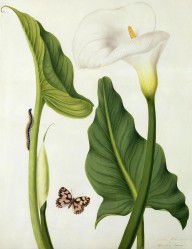 15795874_Calla_Aethiopica_With_Butterfly_And_Caterpillar_
