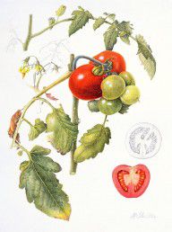 17691938_Tomatoes
