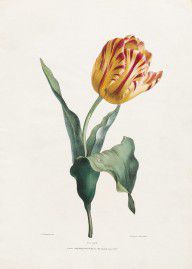 16770832_Antique_Tulip_Print