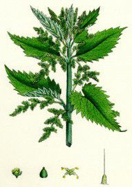 16548256_Urtica_Dioica_Common_Nettle