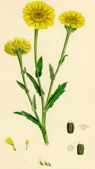 16547584_Chrysanthemum_Segetum_Corn_Marigold