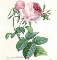 16415582_Hundred-leaved_Rose