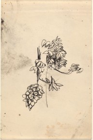 Sketch of Plants-ZYGR68834