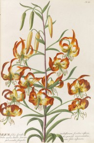 Christoph Jakob Trew-Trew, Chr. J., Plantae selectae quarum imagines ad exemplaria naturalia Londini