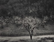 Oak Tree, Rain, Sonoma County, California-ZYGR66727