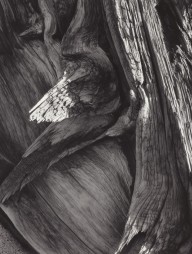 Juniper Tree Detail, Sequoia National Park, California-ZYGR66699