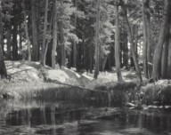 Lodgepole Pines, Lyell Fork of the Merced River, Yosemite National Park, California-ZYGR66690