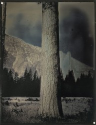 Sugar Pine Tree, Yosemite, CA, April 2, 2012-ZYGR160814
